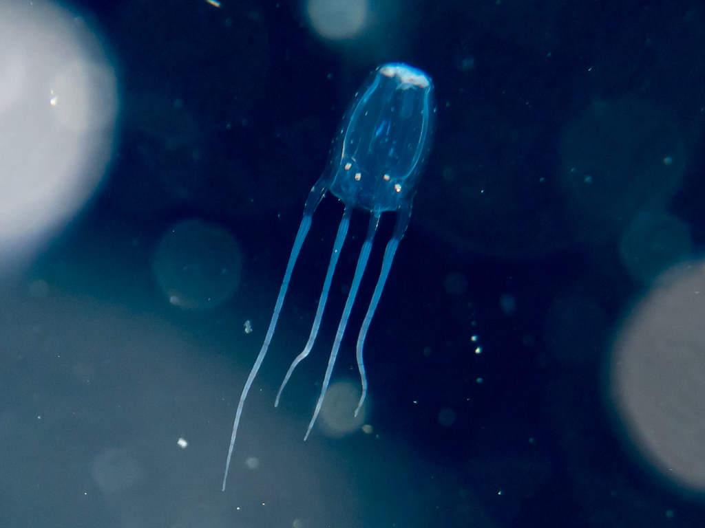 Box Jellyfish - The Translucent Terror (image credits: flickr)
