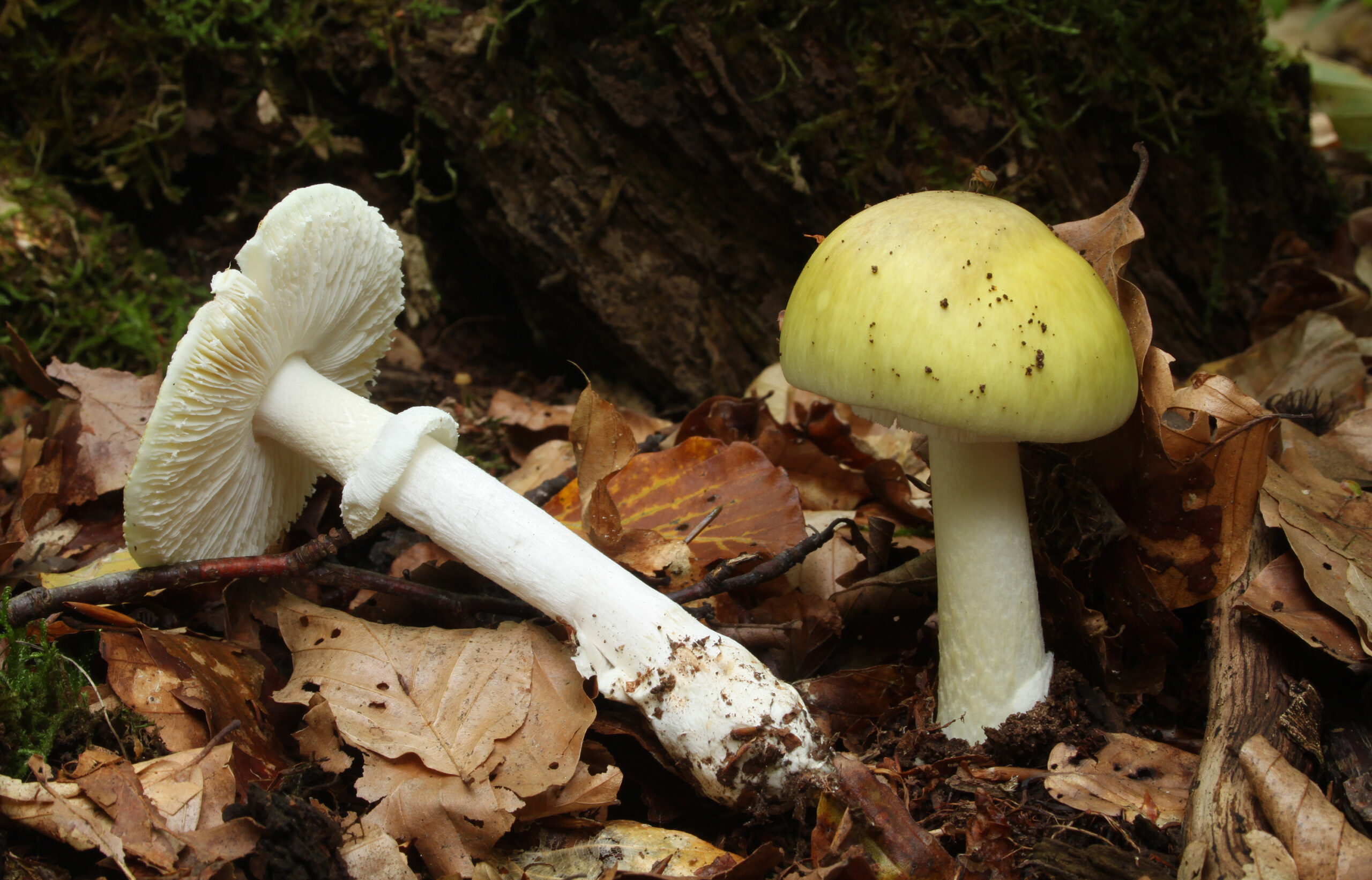 Death Cap Mushrooms: The Silent Killers Under Your Oak Trees (image credits: wikimedia)