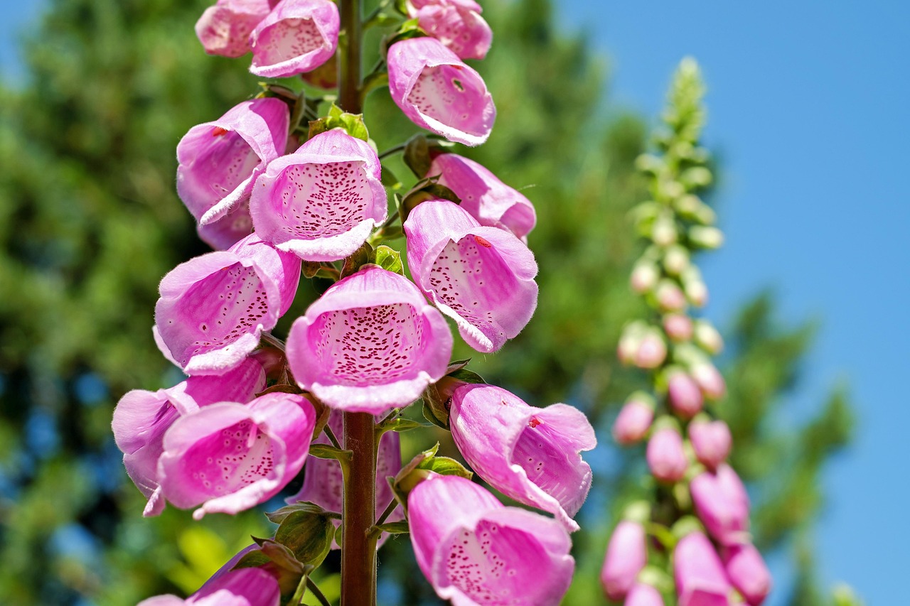 Foxglove: The Heart-Stopping Beauty (image credits: pixabay)