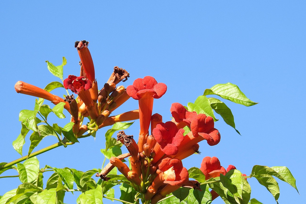 Angel's Trumpets: The Deadly Seducers (image credits: pixabay)