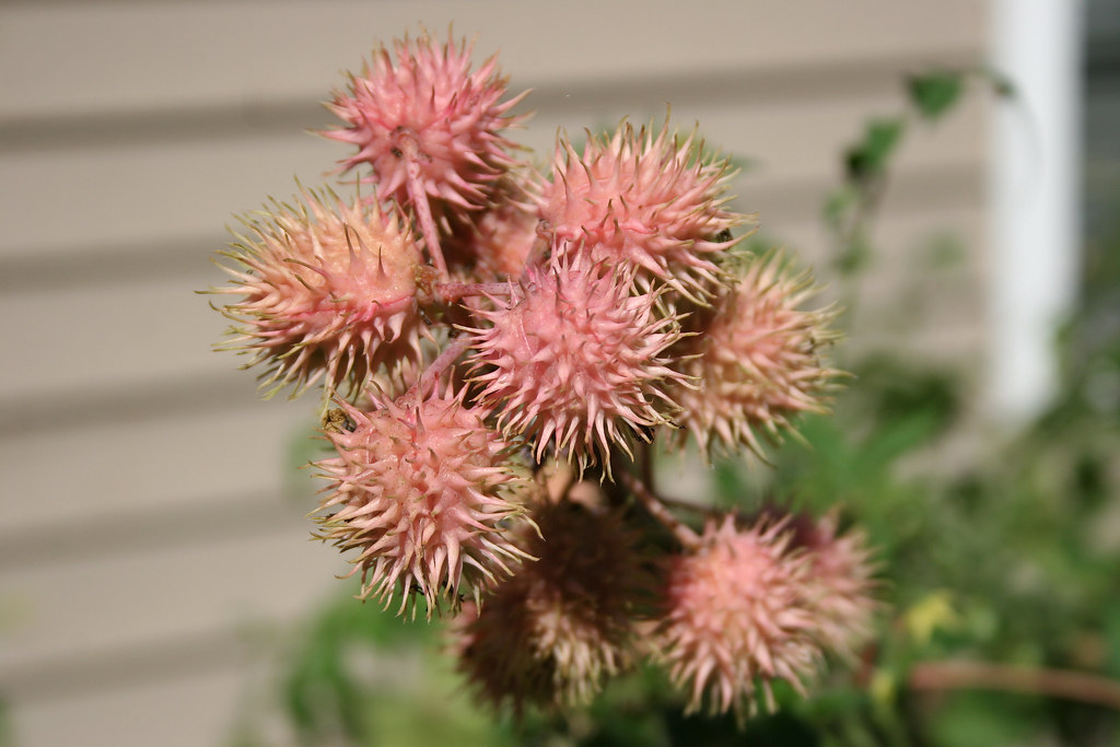 Castor Bean: The Ricin Factory (image credits: flickr)