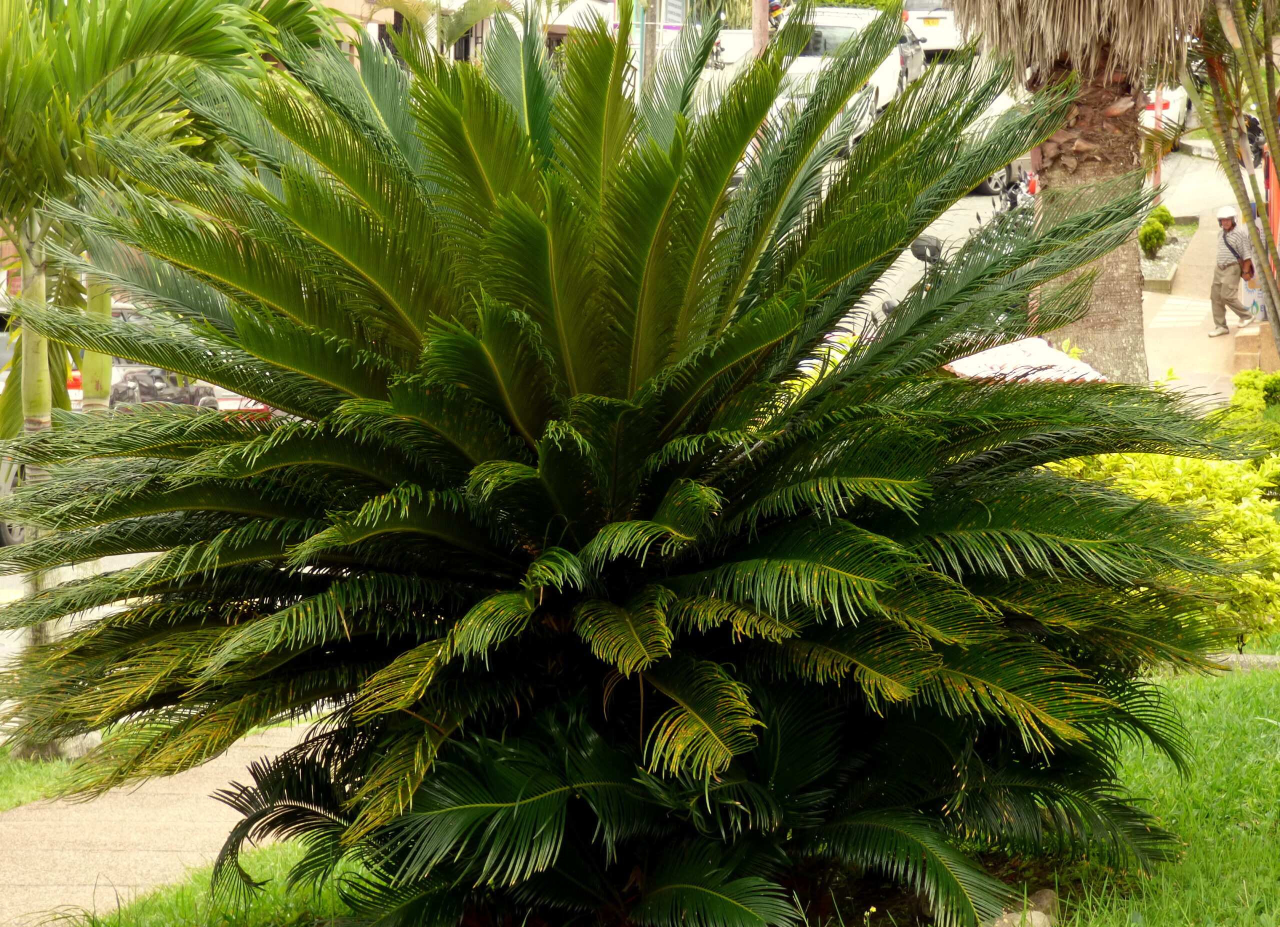 Sago Palms: The Bonsai Killers (image credits: wikimedia)