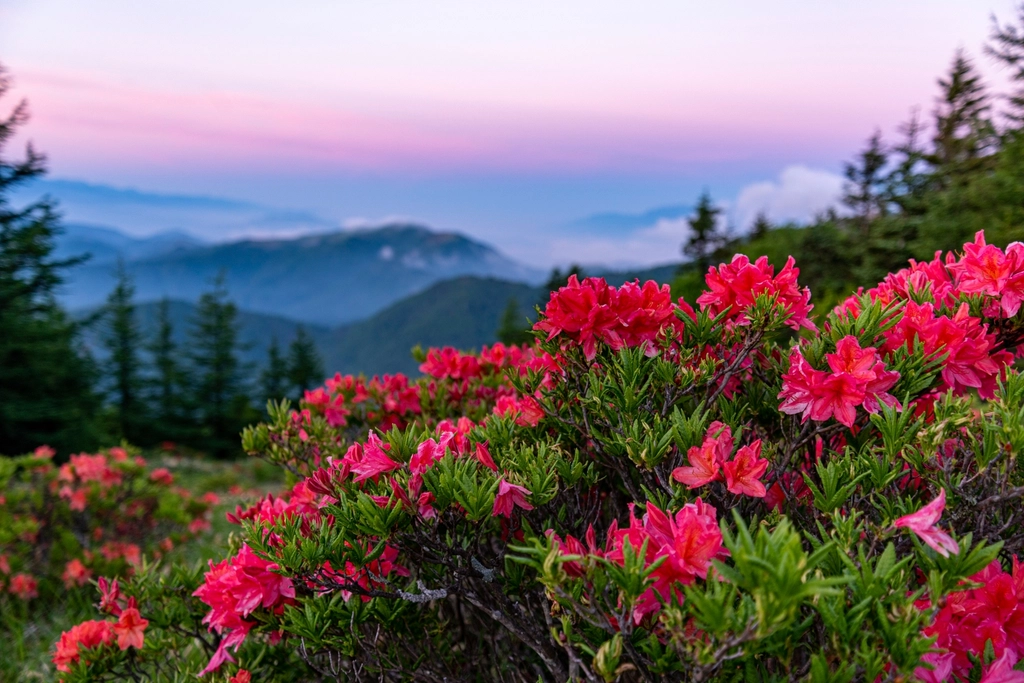 Azaleas and Rhododendrons: The Stunning Suffocators (image credits: rawpixel)