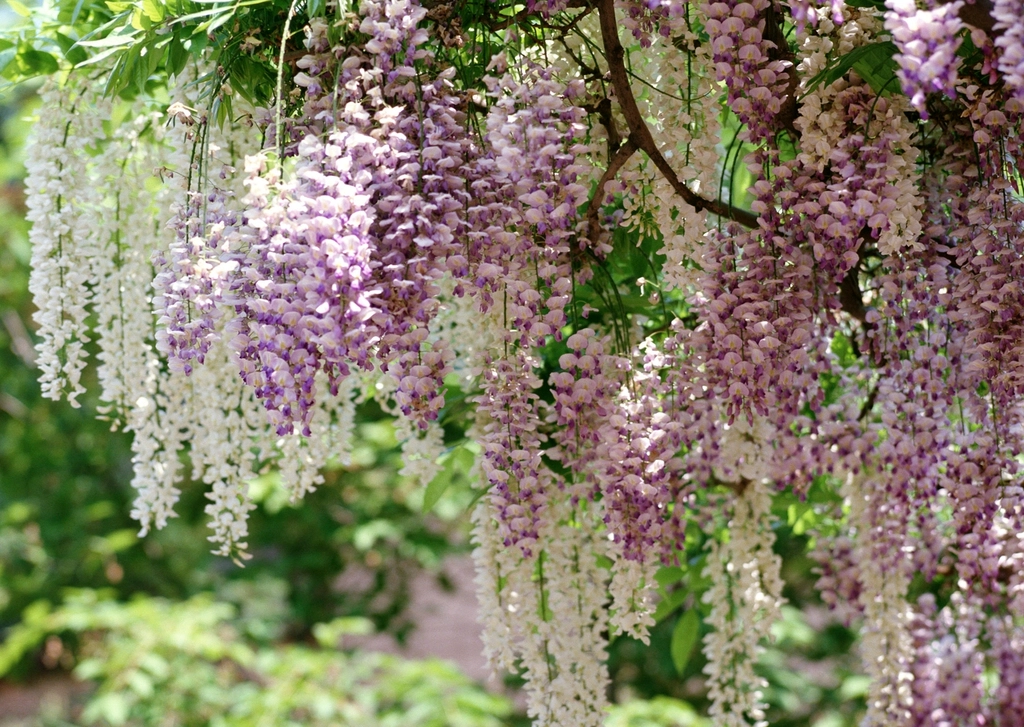 Wisteria: The Climbing Assassin (image credits: rawpixel)