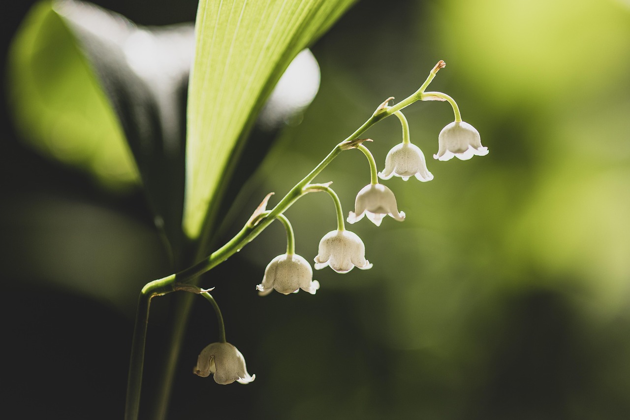 Lily of the Valley: The Deceptive Darling (image credits: pixabay)