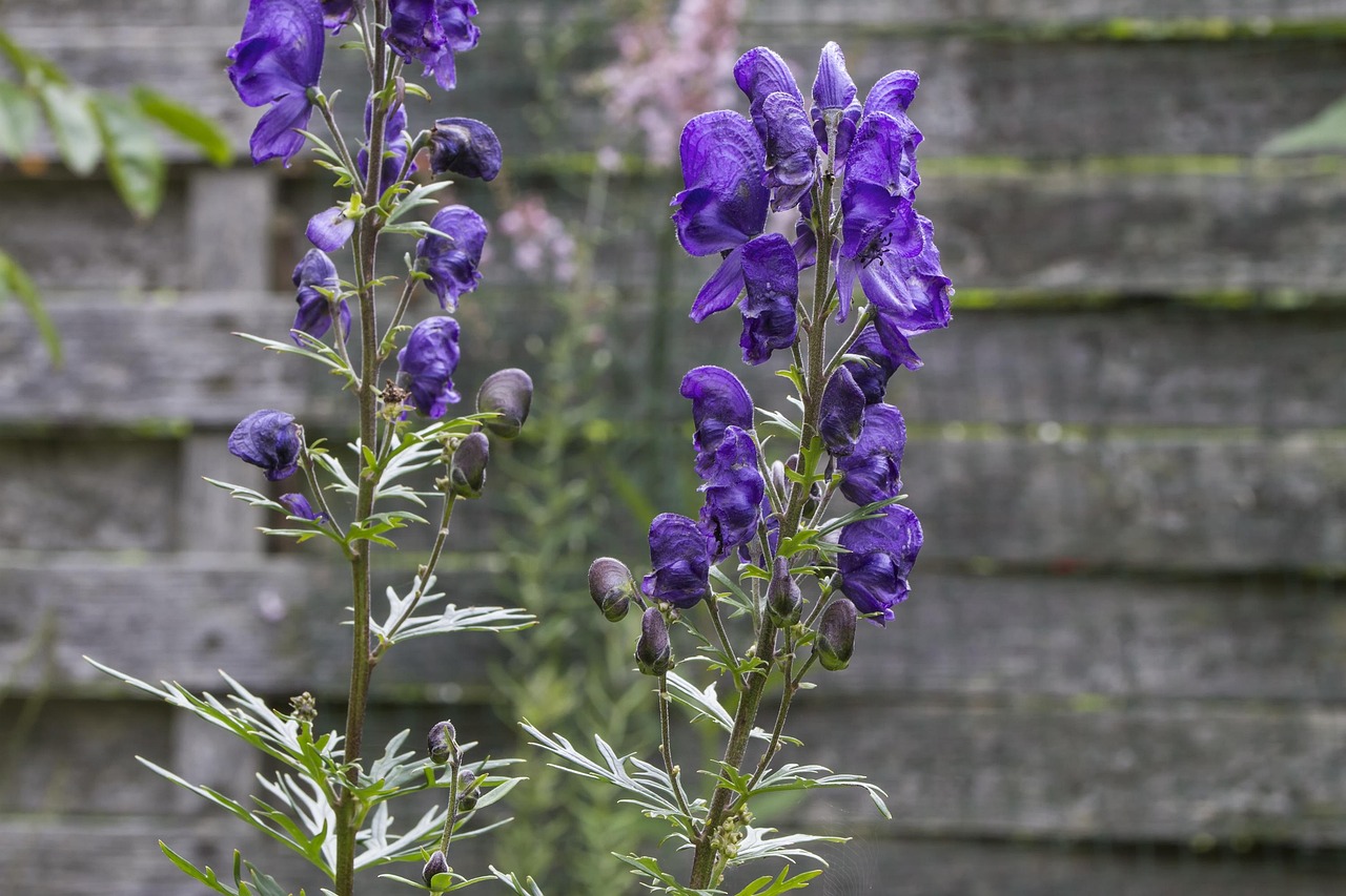 Monkshood: The Wolf's Bane (image credits: pixabay)