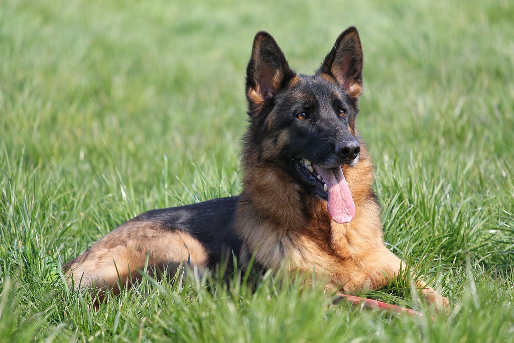 German Shepherds - The Beautiful But High-Maintenance Guardians (image credits: flickr)