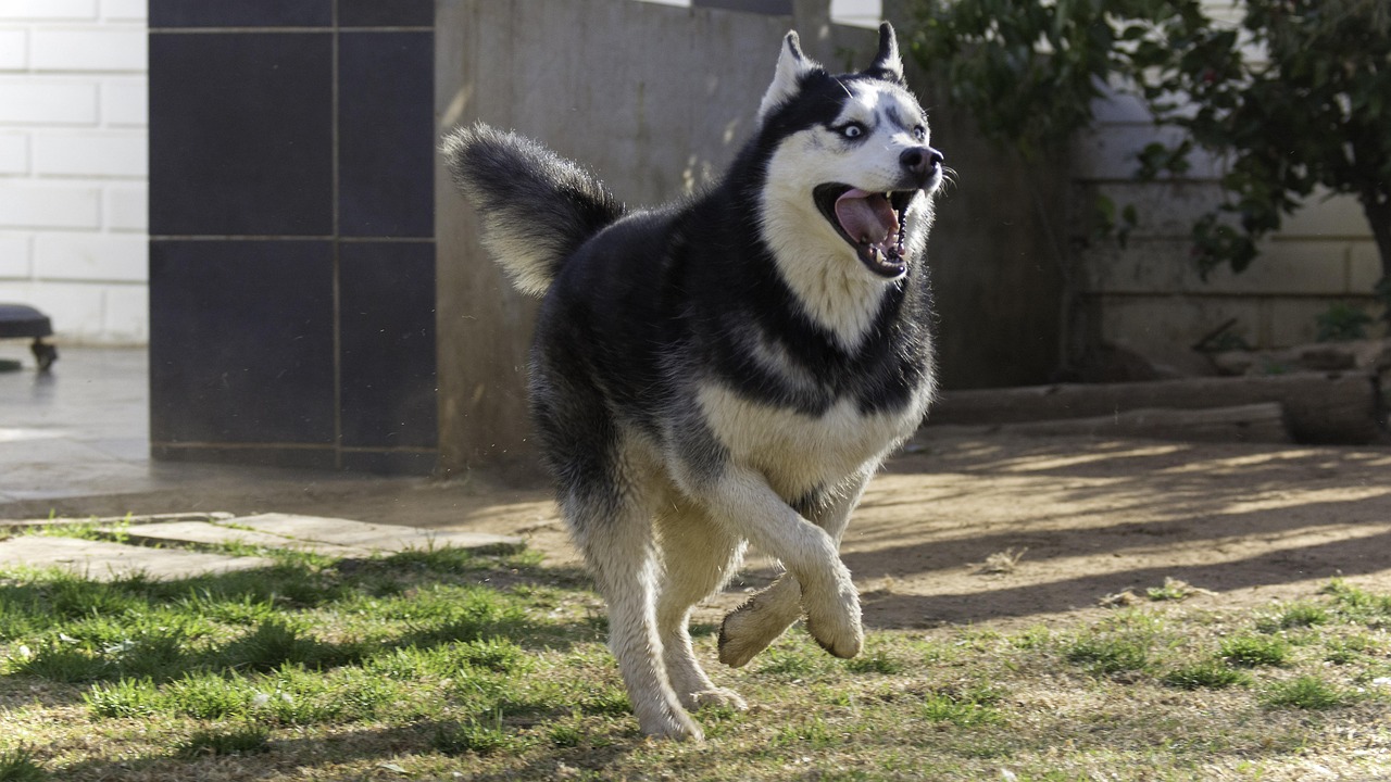 Siberian Huskies - The Escape Artists With Endless Energy (image credits: pixabay)