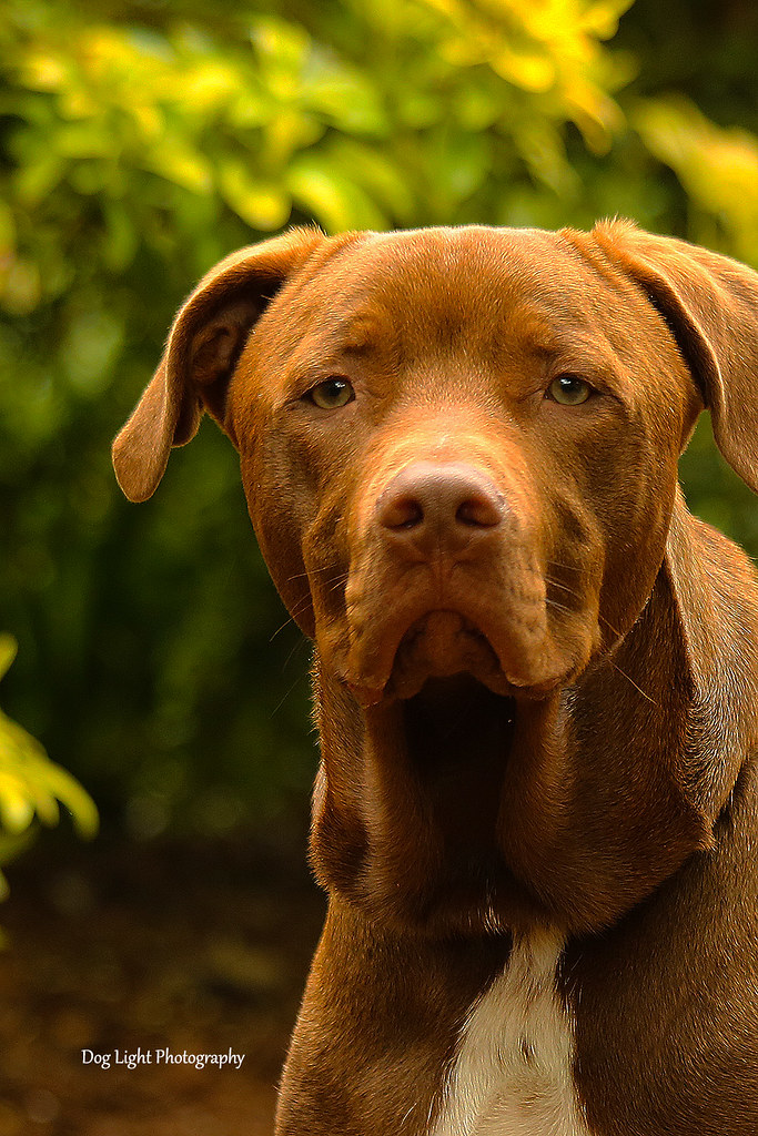 Pit Bulls - The Misunderstood But Powerful Breeds (image credits: flickr)