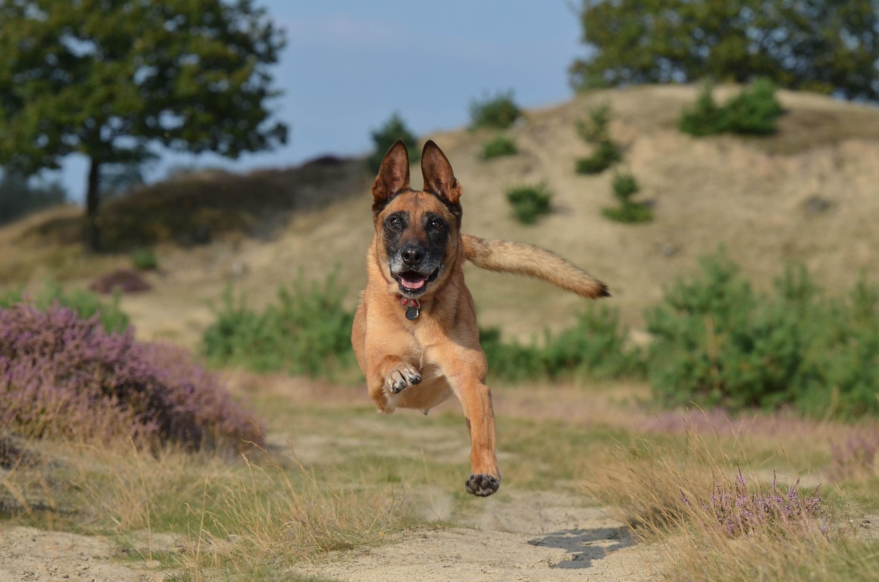 Belgian Malinois - The Military-Grade Working Dogs (image credits: pixabay)