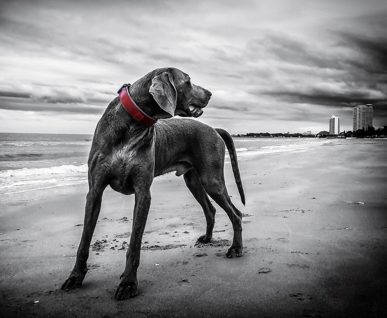 Weimaraners - The 
