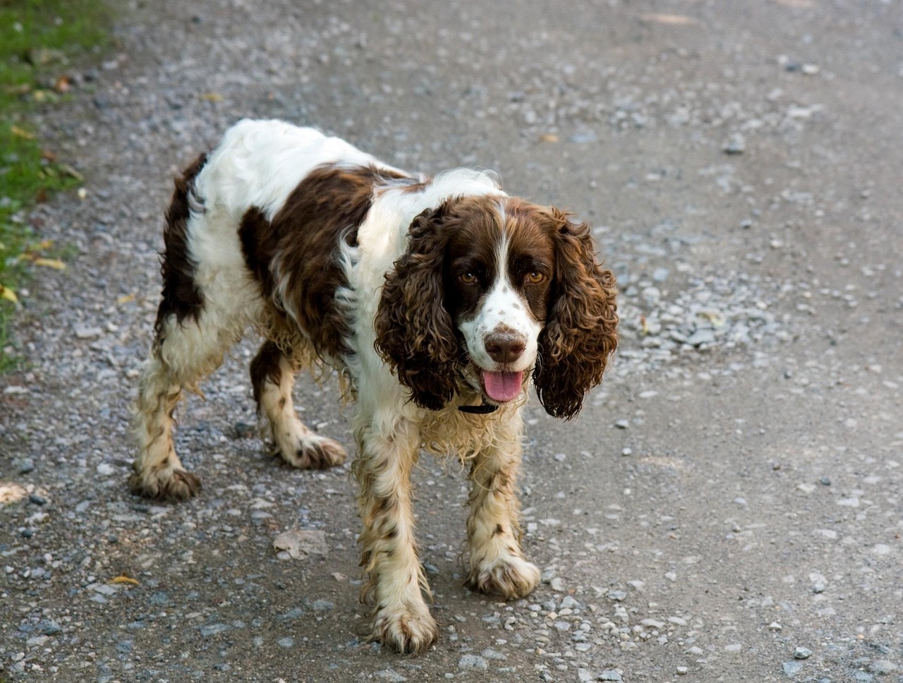 English Springer Spaniels - The Unpredictably Aggressive Hunters (image credits: pixabay)