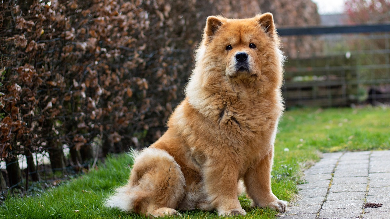 Chow Chows - The Fluffy But Overprotective Bears (image credits: pixabay)