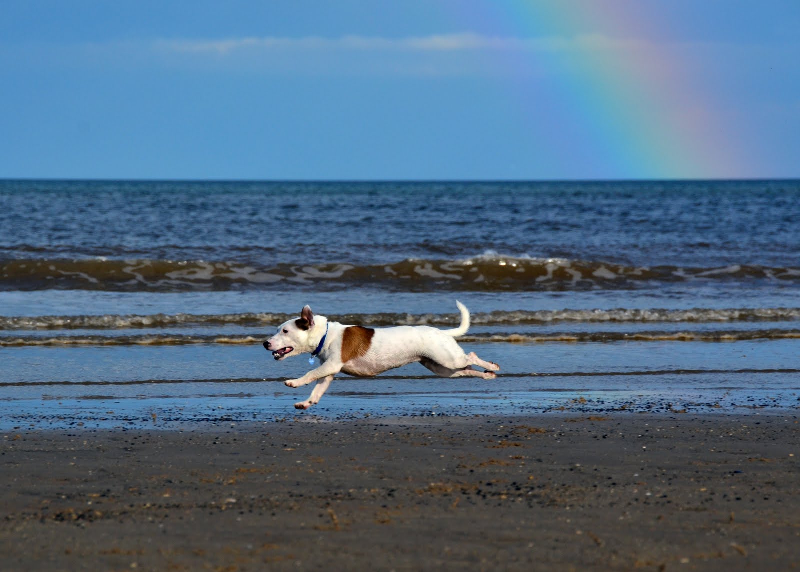 Aries: The Jack Russell Terrier (image credits: wikimedia)