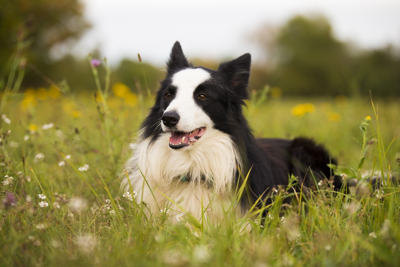 Virgo: The Border Collie (image credits: pixabay)