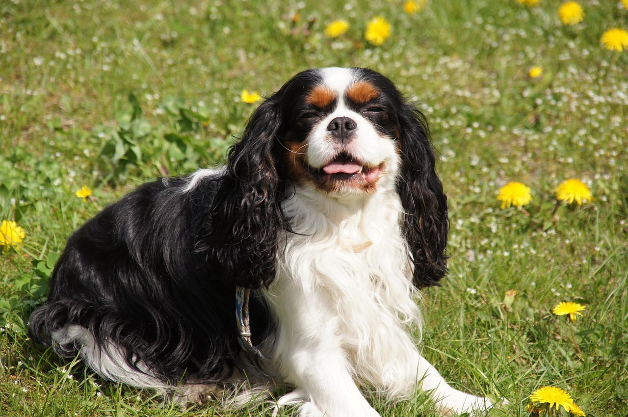 Libra: The Cavalier King Charles Spaniel (image credits: pixabay)