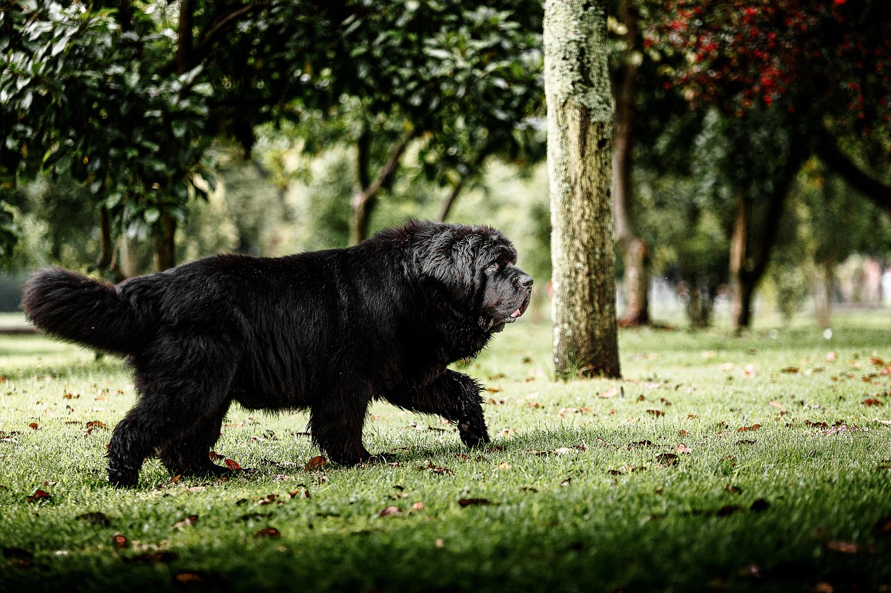 Cancer: The Newfoundland (image credits: pixabay)