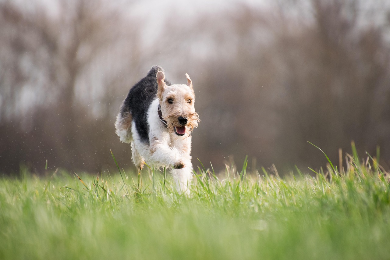 The Terrier Troublemakers (image credits: pixabay)