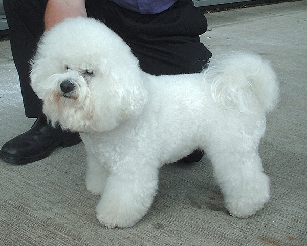 The Toy Breed Charmers (image credits: wikimedia)
