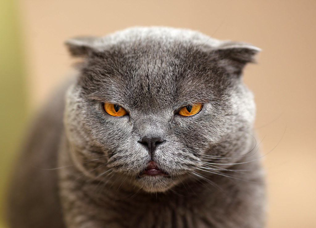 Scottish Fold - The Cartilage Catastrophe (image credits: flickr)