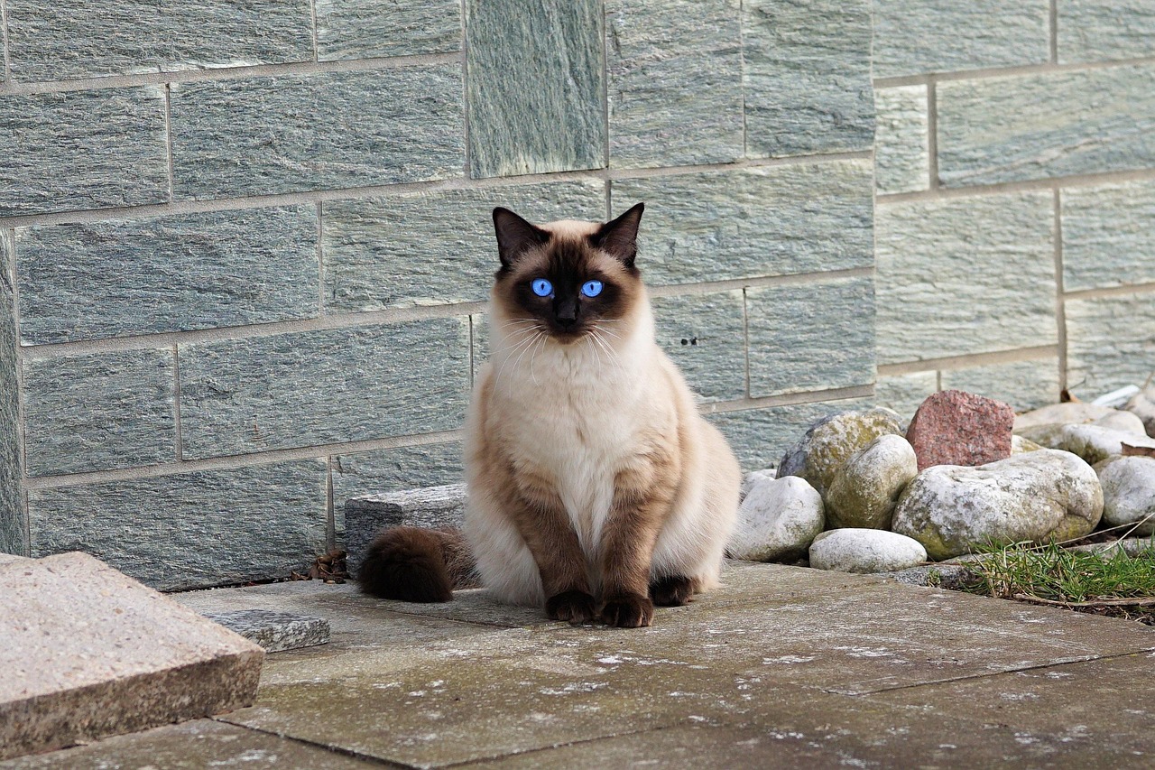 Siamese - The Genetic Lottery Loser (image credits: pixabay)