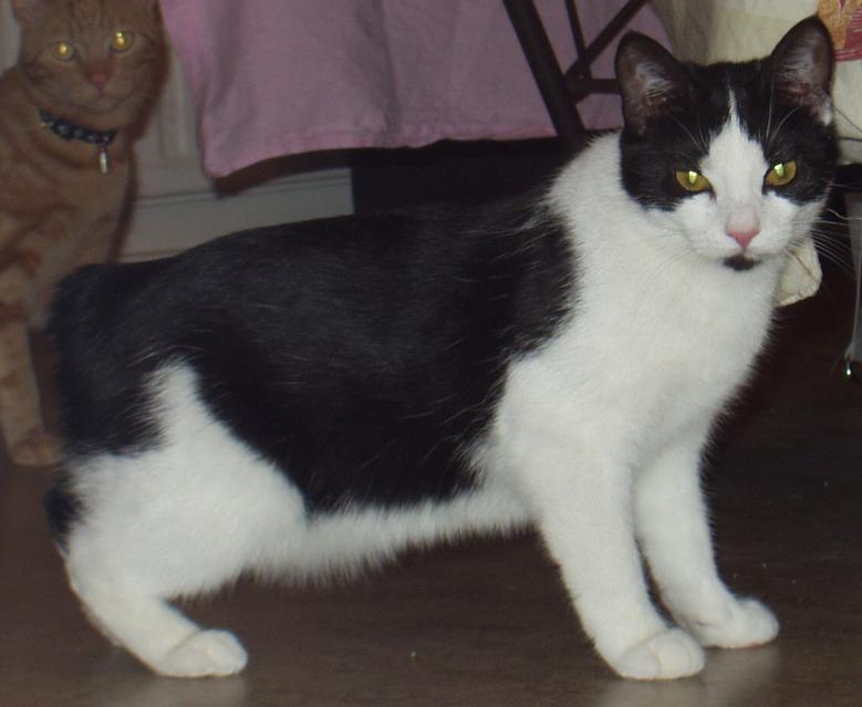 Manx - The Tailless Tragedy (image credits: wikimedia)