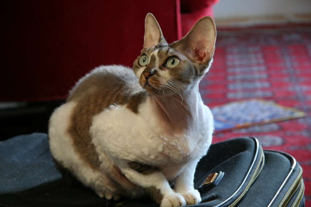 Devon Rex - The Muscle Weakness Mystery (image credits: wikimedia)