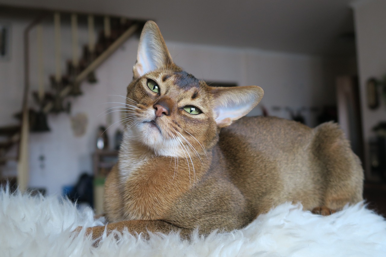 Abyssinian - The Inbreeding Aftermath (image credits: pixabay)