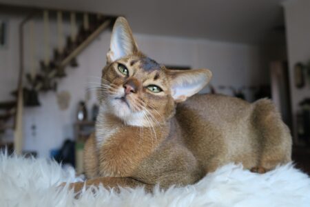 15 Cat Breeds Vets Secretly Wish You’d Stop Buying