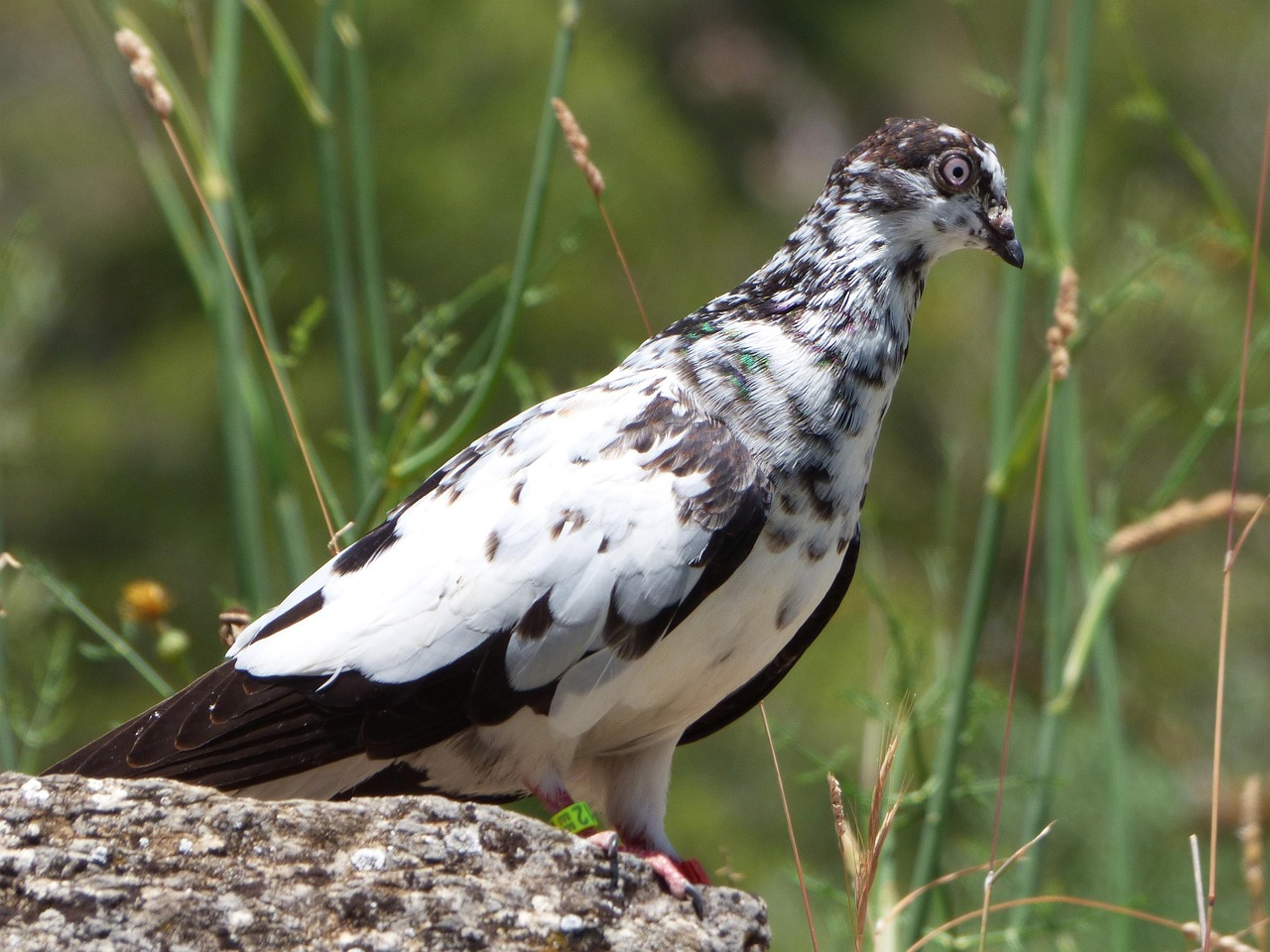 Racing Pigeon (image credits: pixabay)