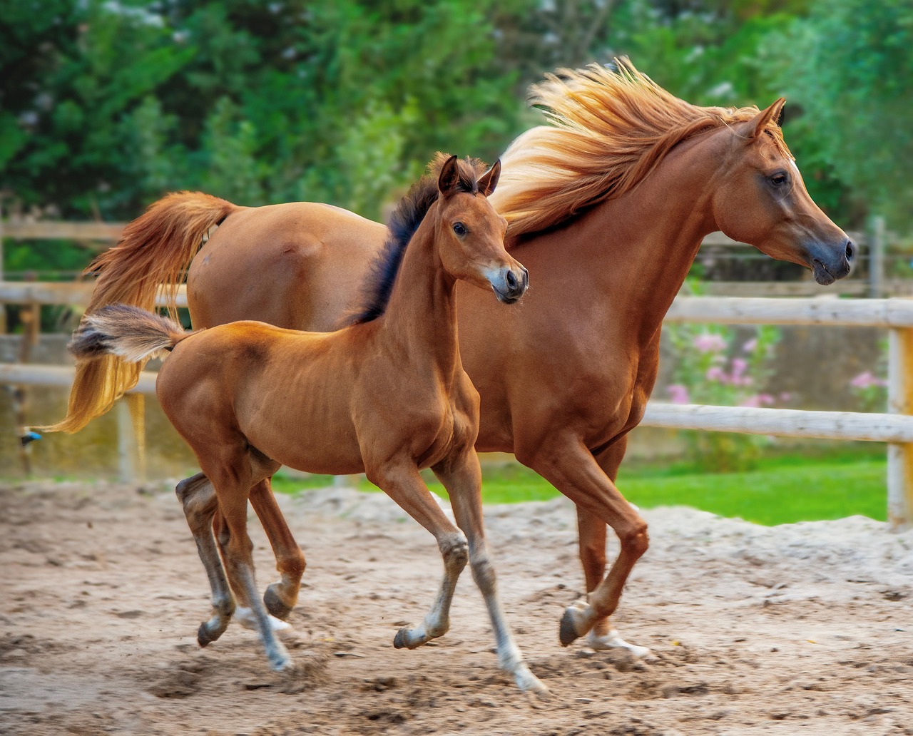Arabian Horse (image credits: pixabay)