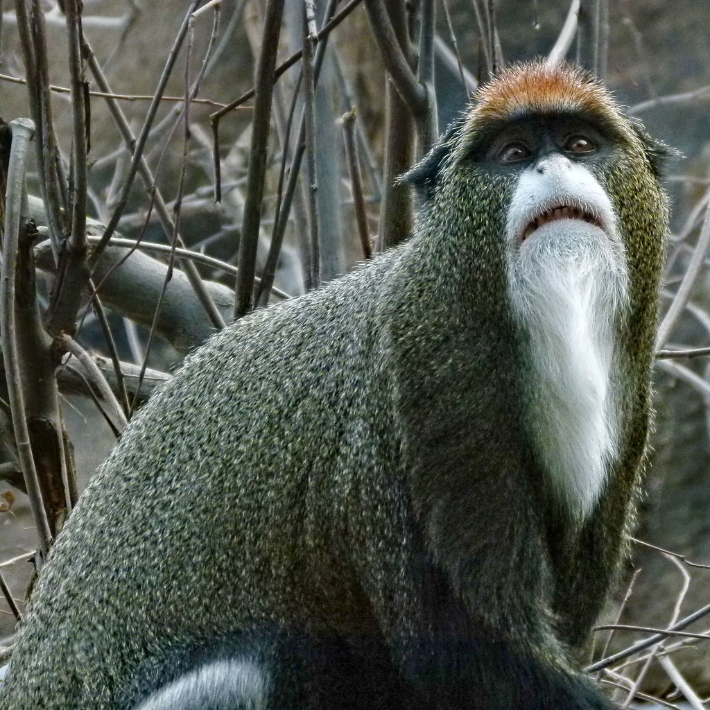 De Brazza's Monkey (image credits: flickr)