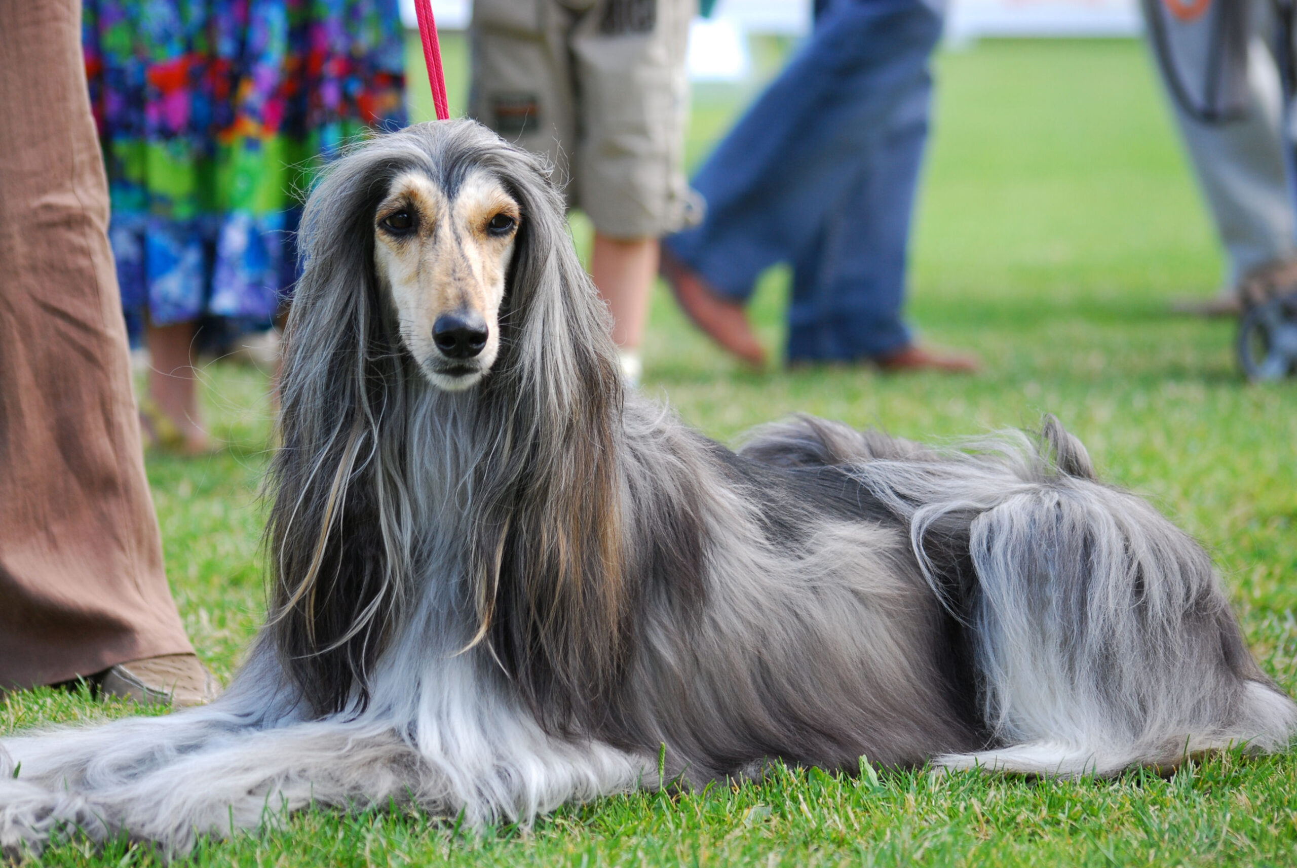 Afghan Hound (image credits: wikimedia)