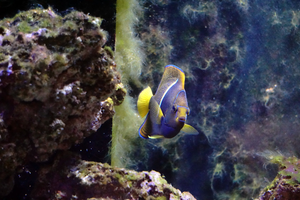 Peppermint Angelfish (image credits: flickr)