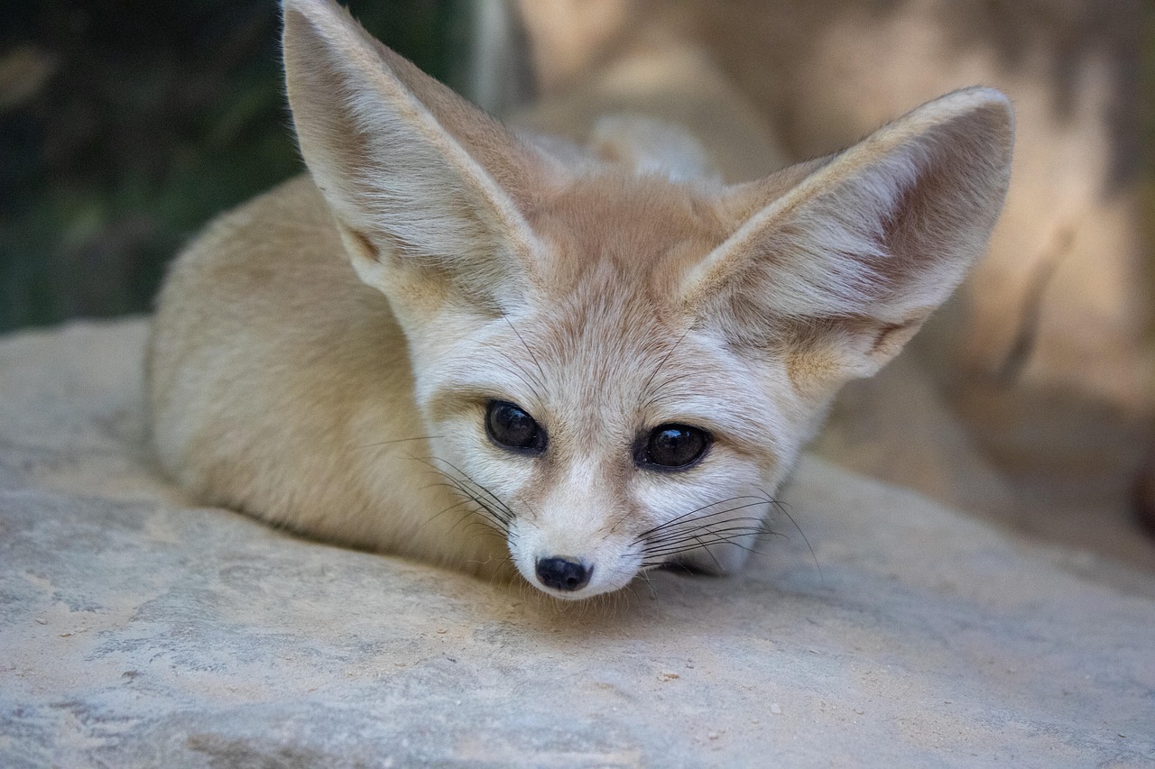 Fennec Fox (image credits: pixabay)