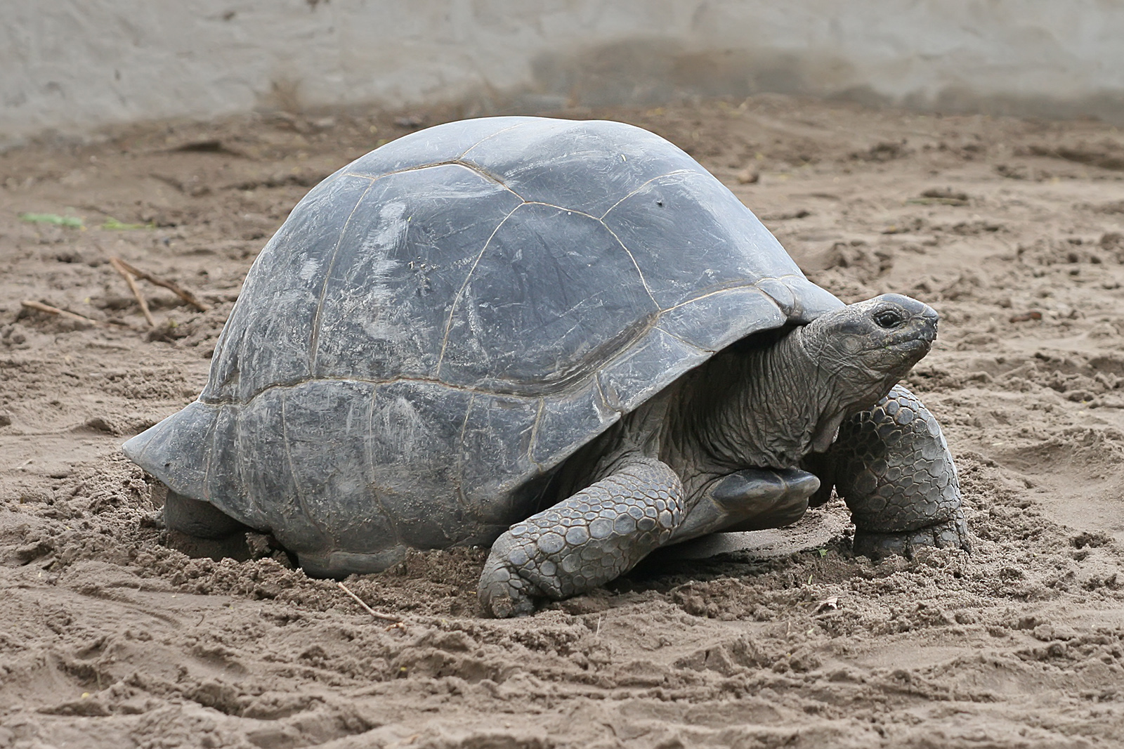 Aldabra Giant Tortoise (image credits: wikimedia)
