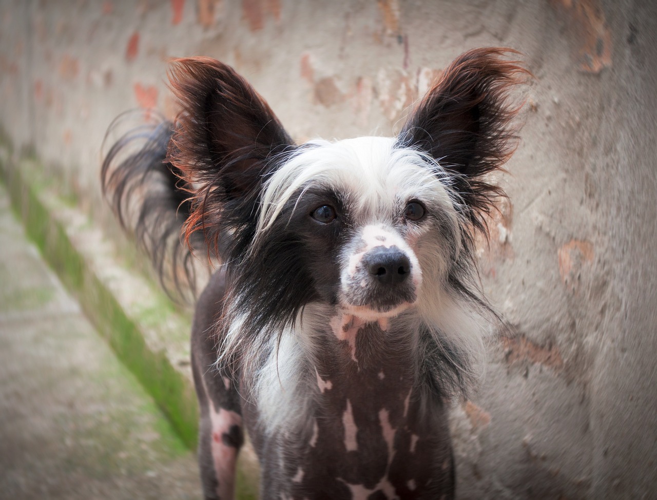 Chinese Crested Dog (image credits: pixabay)