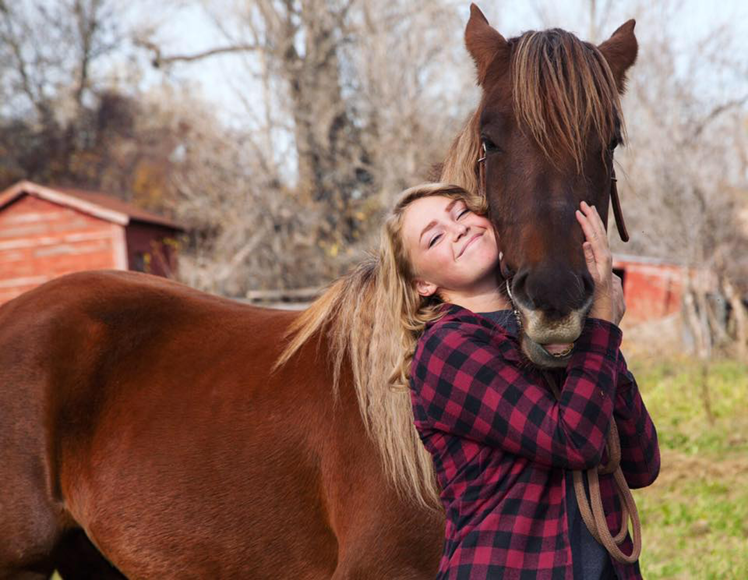 Horses: Majestic Bonds Built on Trust (image credits: wikimedia)