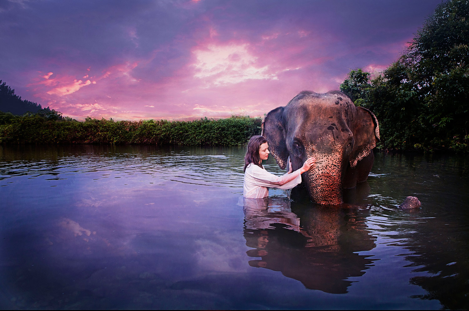 Elephants: Gentle Giants with Emotional Depth (image credits: wikimedia)