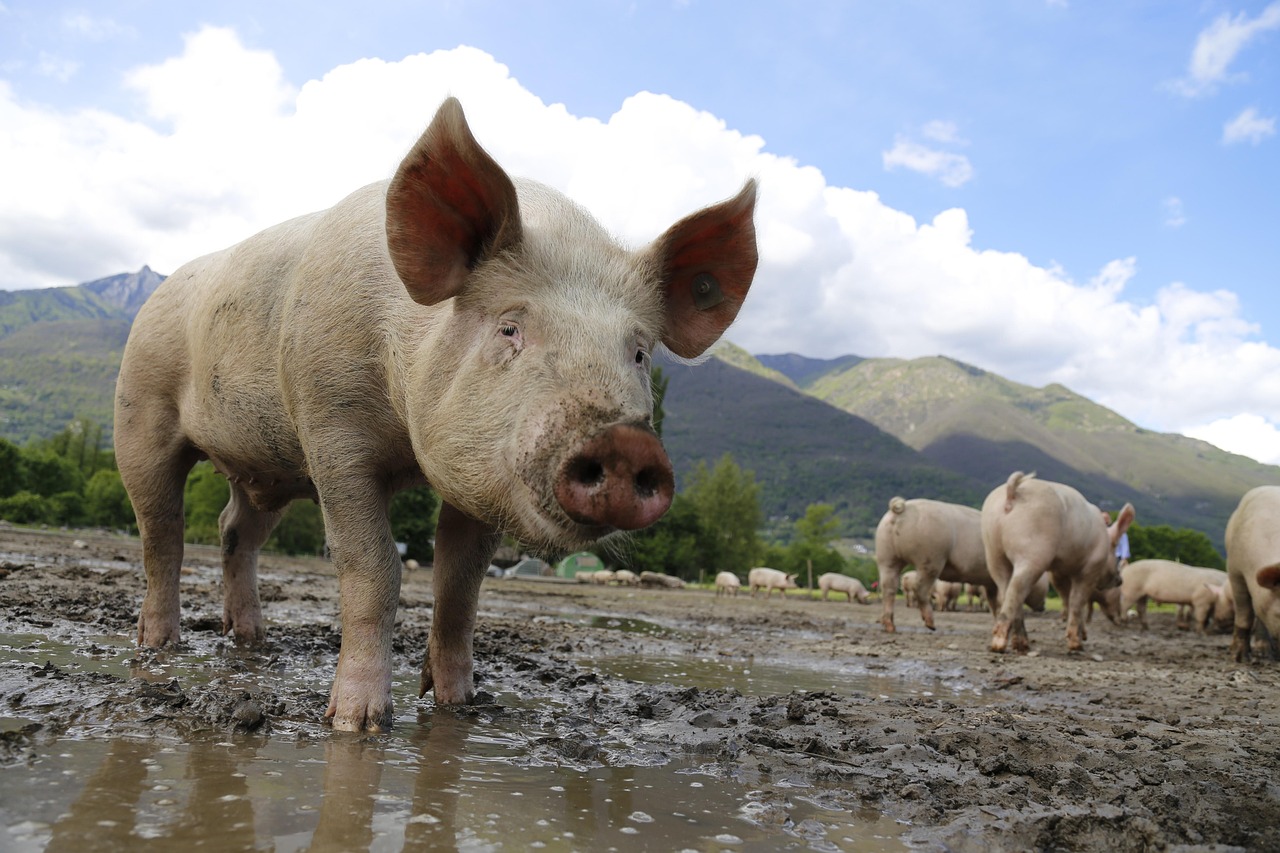 Pigs: Surprisingly Intelligent and Emotionally Aware (image credits: pixabay)