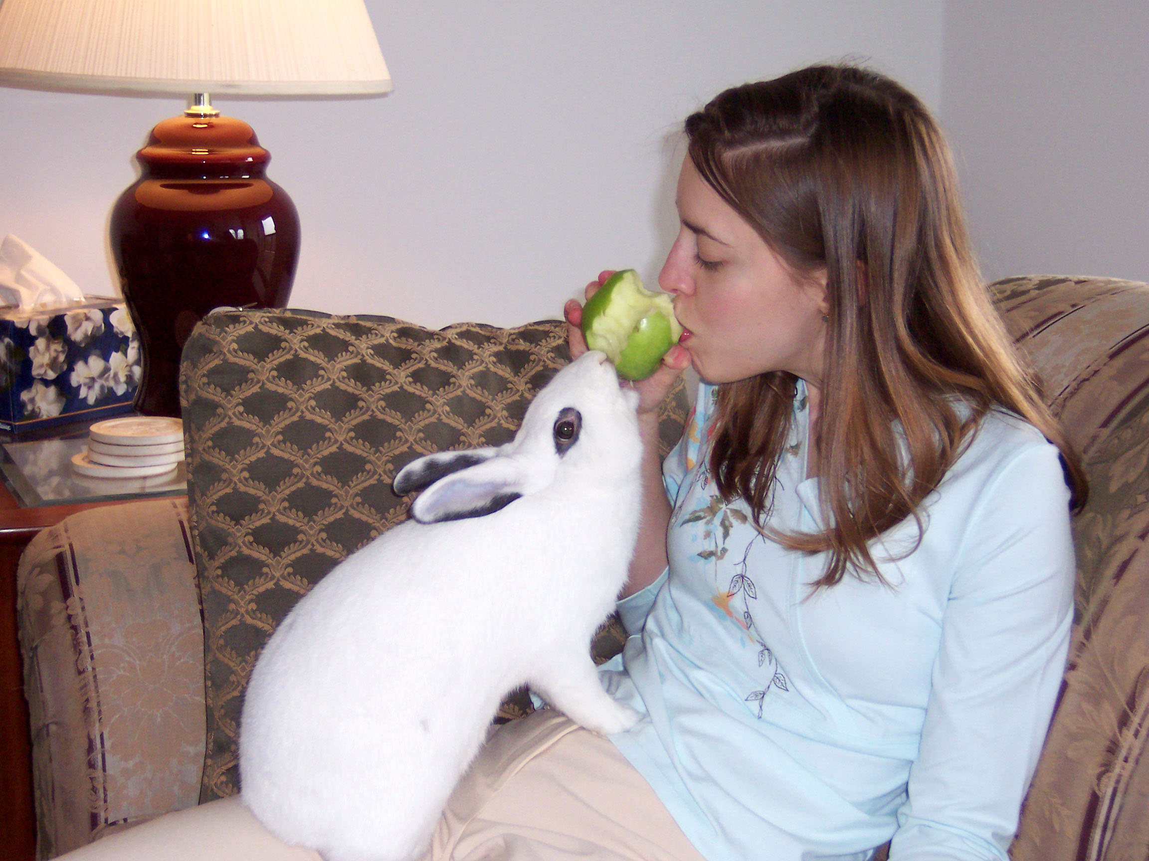 Rabbits: Gentle Souls with Surprising Depth (image credits: wikimedia)