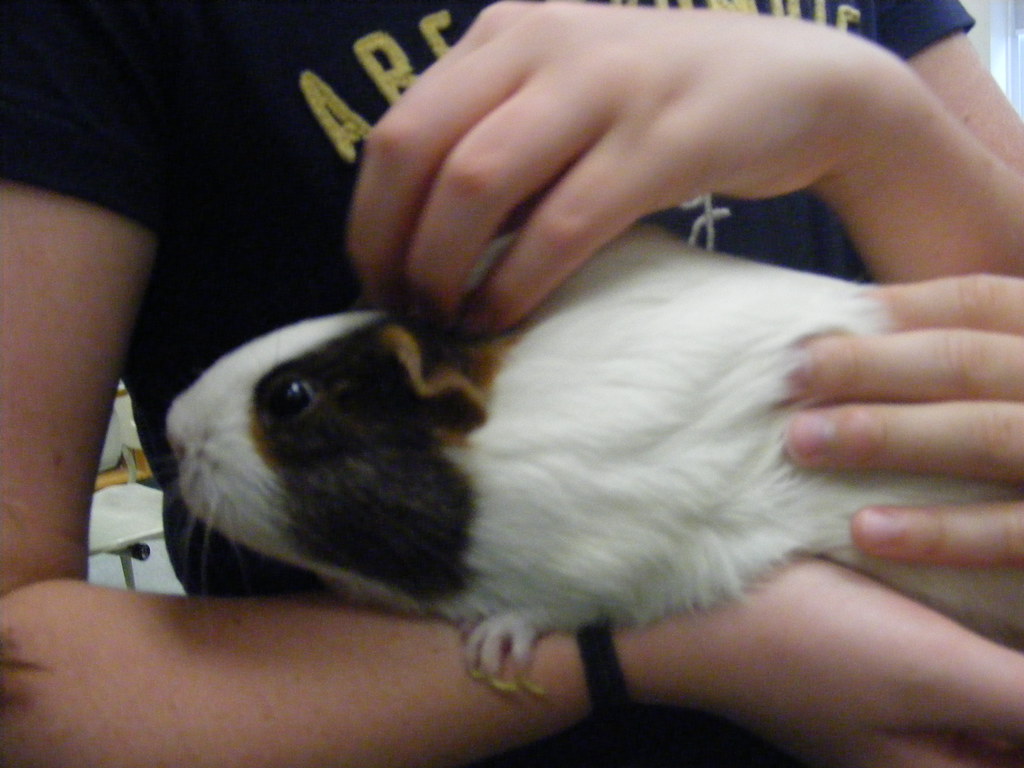 Guinea Pigs: Small Pets with Big Personalities (image credits: flickr)