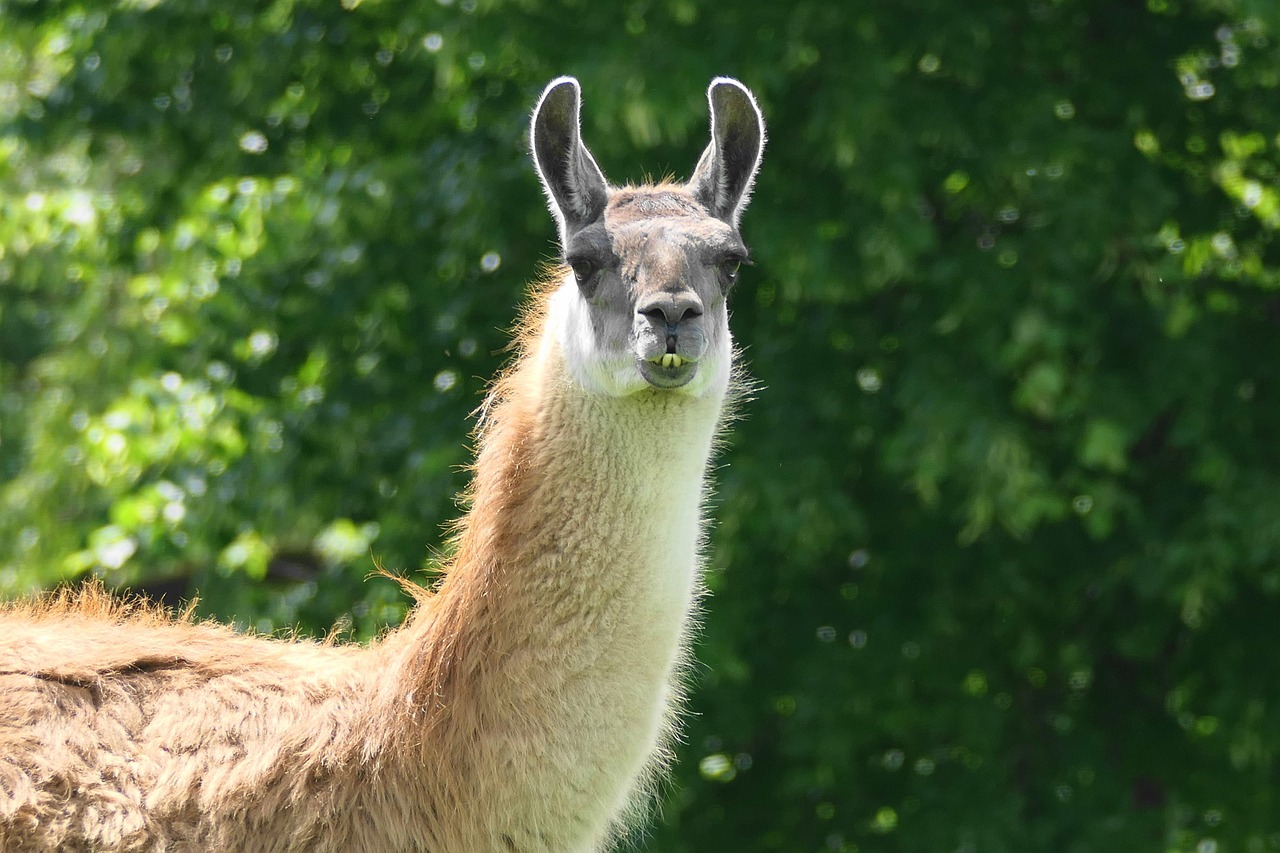 Llamas and Alpacas: Gentle Giants with Discerning Hearts (image credits: pixabay)