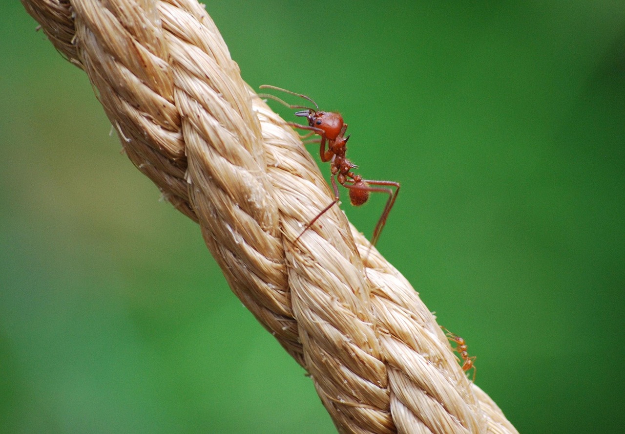 Not Protecting Feeders from Ants (image credits: pixabay)