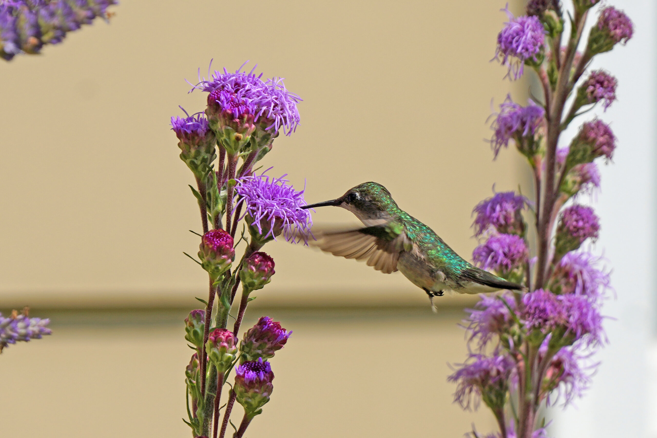 Ignoring Natural Food Sources (image credits: wikimedia)