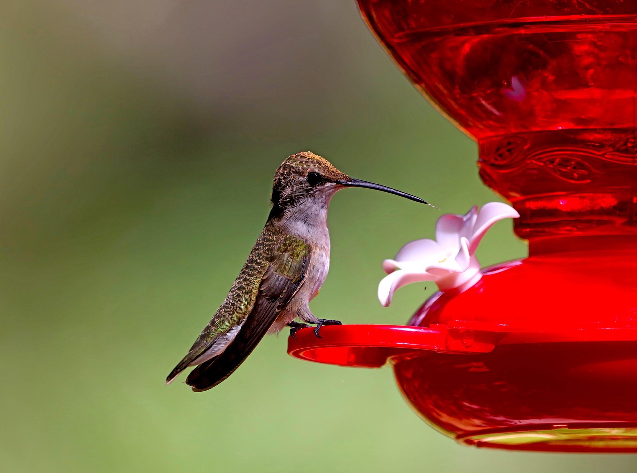 Not Having Multiple Feeders (image credits: pixabay)