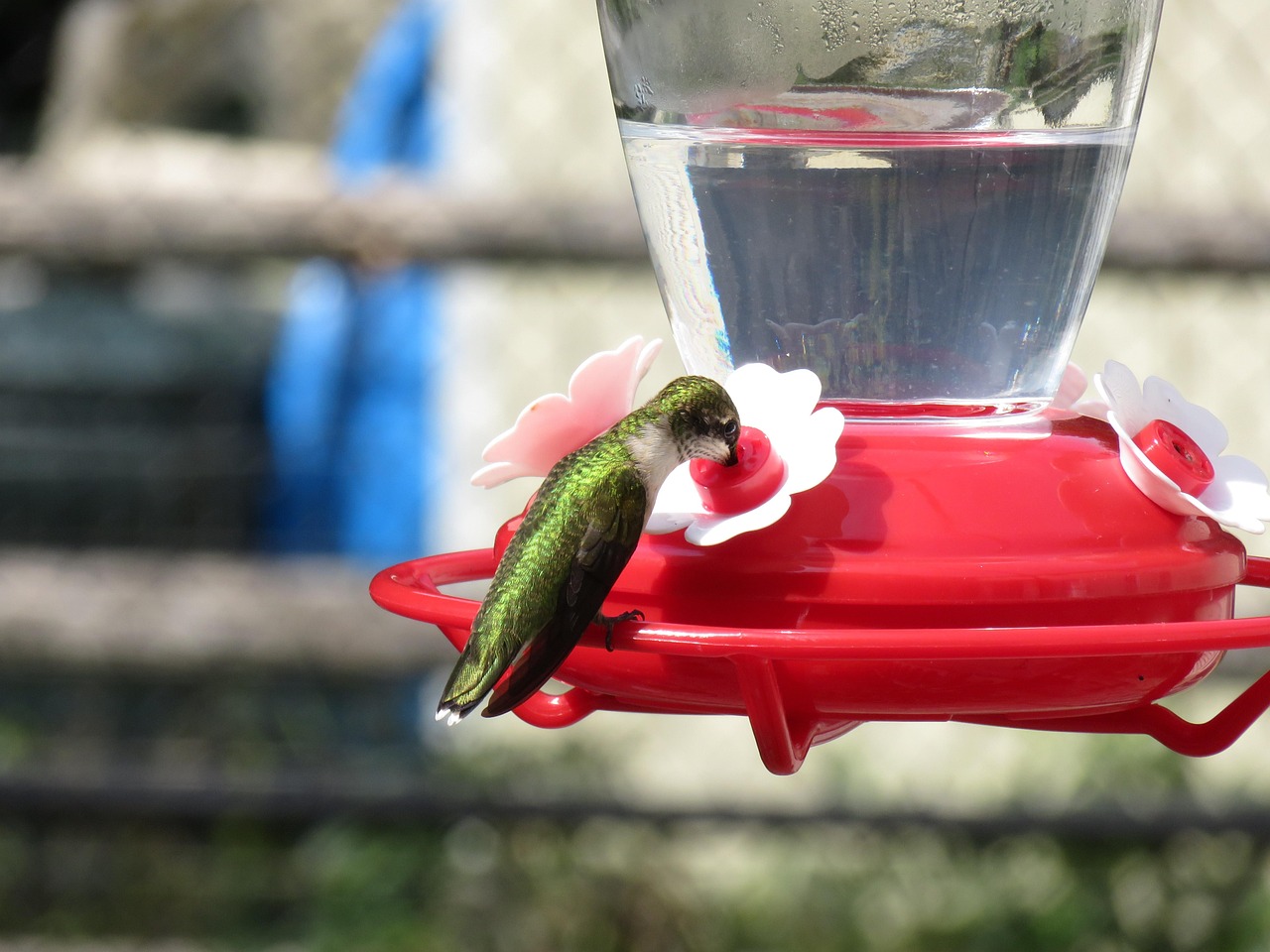 Ignoring Cloudy Nectar Warning Signs (image credits: pixabay)