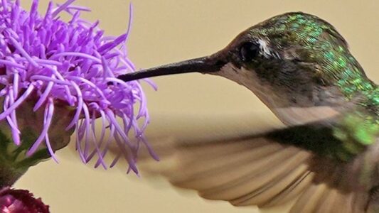 15 Hummingbird Watching Mistakes Even the Pros Still Make (#7 Is Shocking)