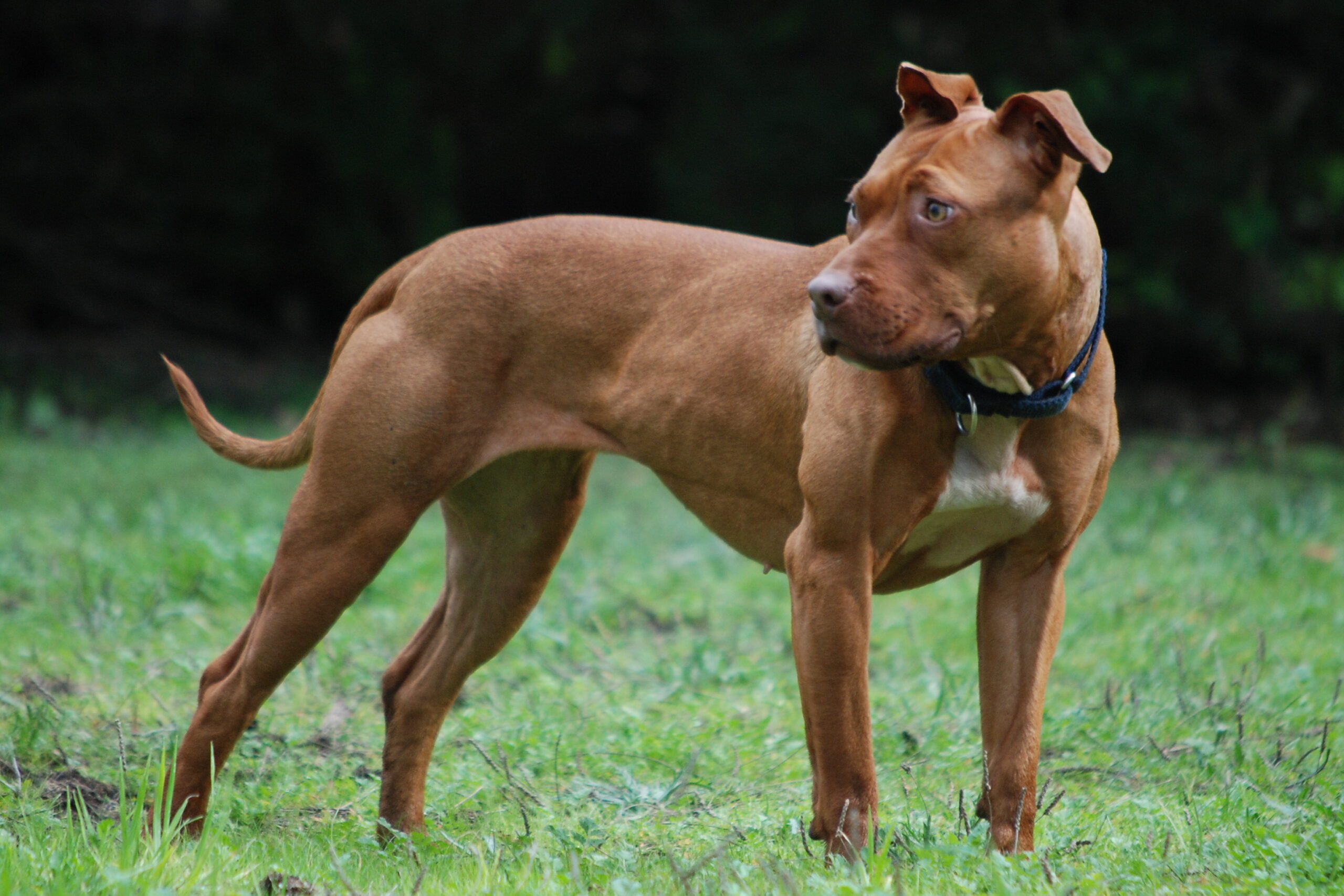 Pit Bulls: The Most Controversial Breed (image credits: wikimedia)