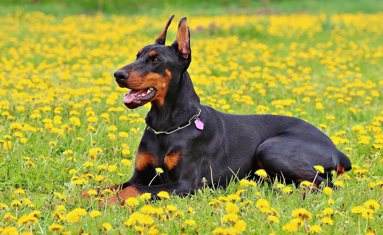 Doberman Pinschers: Elegant Dogs with a Tough Reputation (image credits: pixabay)